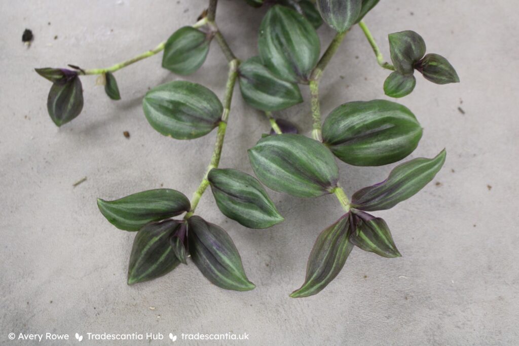 Tradescantia zebrina Leprechaun, with dark reddish-green leaves and silver stripes