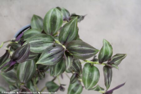 Tradescantia zebrina Leprechaun, with dark reddish-green leaves and silver stripes