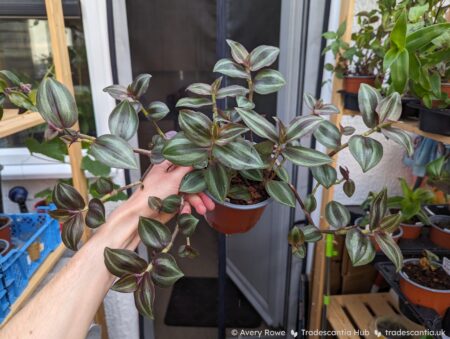 Tradescantia zebrina Leprechaun, with dark reddish-green leaves and silver stripes