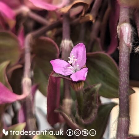 Bright pink Tradescantia zebrina Leprechaun flower