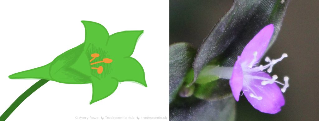 On the left, a cartoonish image of a flower. It's bell-shaped with a spur at the base, haas five green petals and three orange stamens inside. On the right, a photograph of a flat open flower with three pink petals, six stamens and a pistil inside.