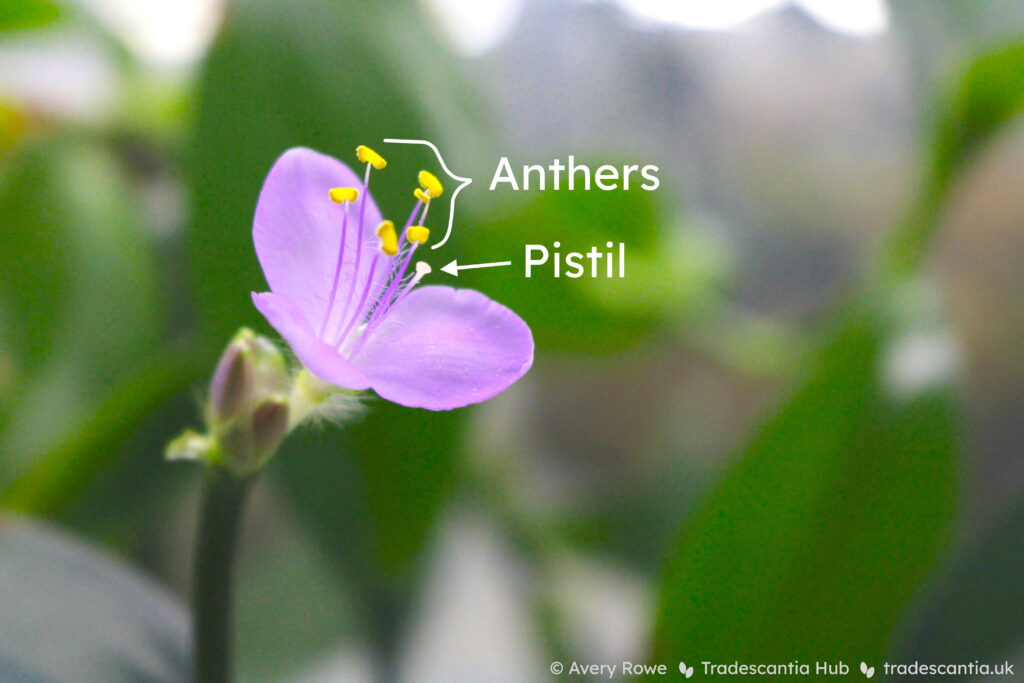 Pink Tradescantia pallida flower, with the six yellow anthers and the white pistil labelled.