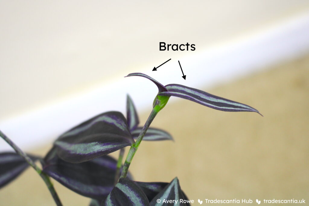 Tradescantia zebrina 'Burgundy' flower stem, ending with two unequal-sized leaves which are folded inwards into a pocket shape.