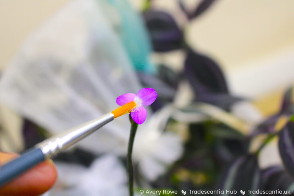 Tradescantia zebrina 'Burgundy' flower being pollinated with a paintbrush.