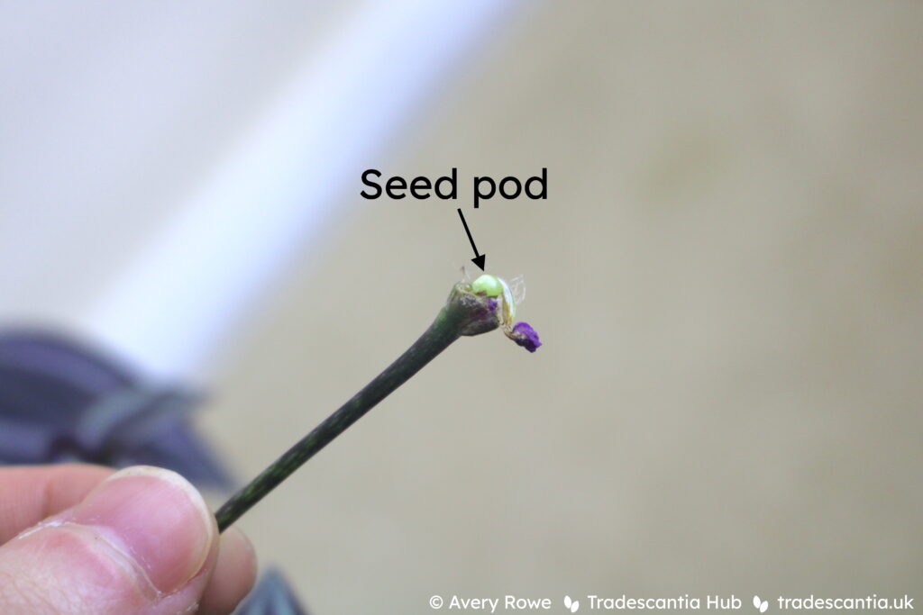 Seed pod developing on Tradescantia zebrina 'Burgundy', a round green swelling at the base of a spent flower.