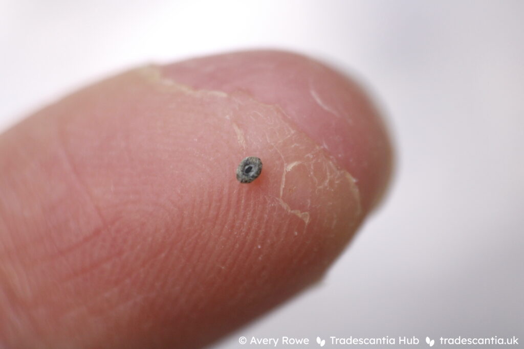 Tradescantia zebrina seed on a fingertip. The seed is around 1mm long, dark grey, with a round indent in the centre.