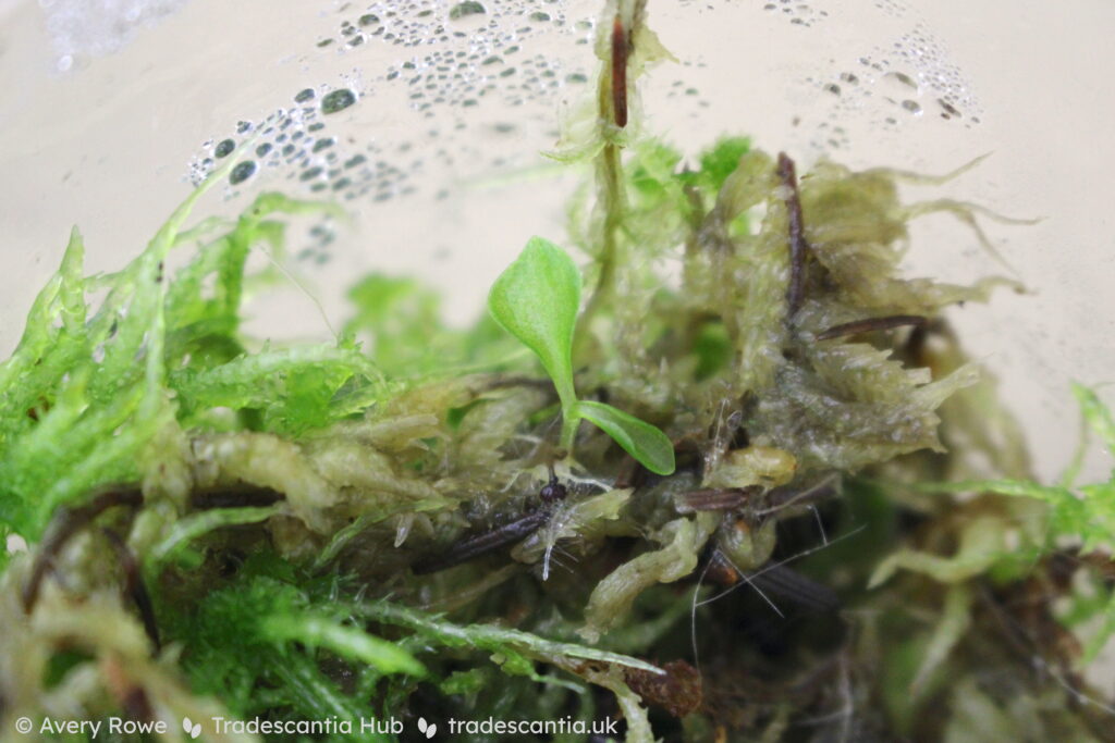 Tradescantia zebrina seedling in sphagnum moss.