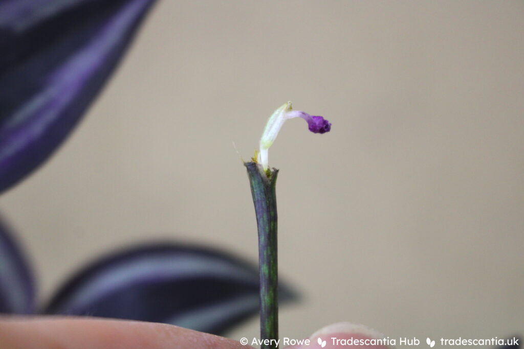 Spent flower from Tradescantia zebrina 'Burgundy', with the petals shriveled away