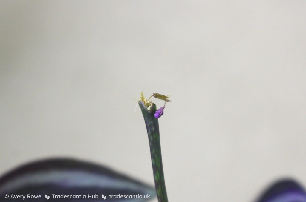 Unpollinated flower of Tradecantia zebrina 'Burgundy', drying up and withering away completely.