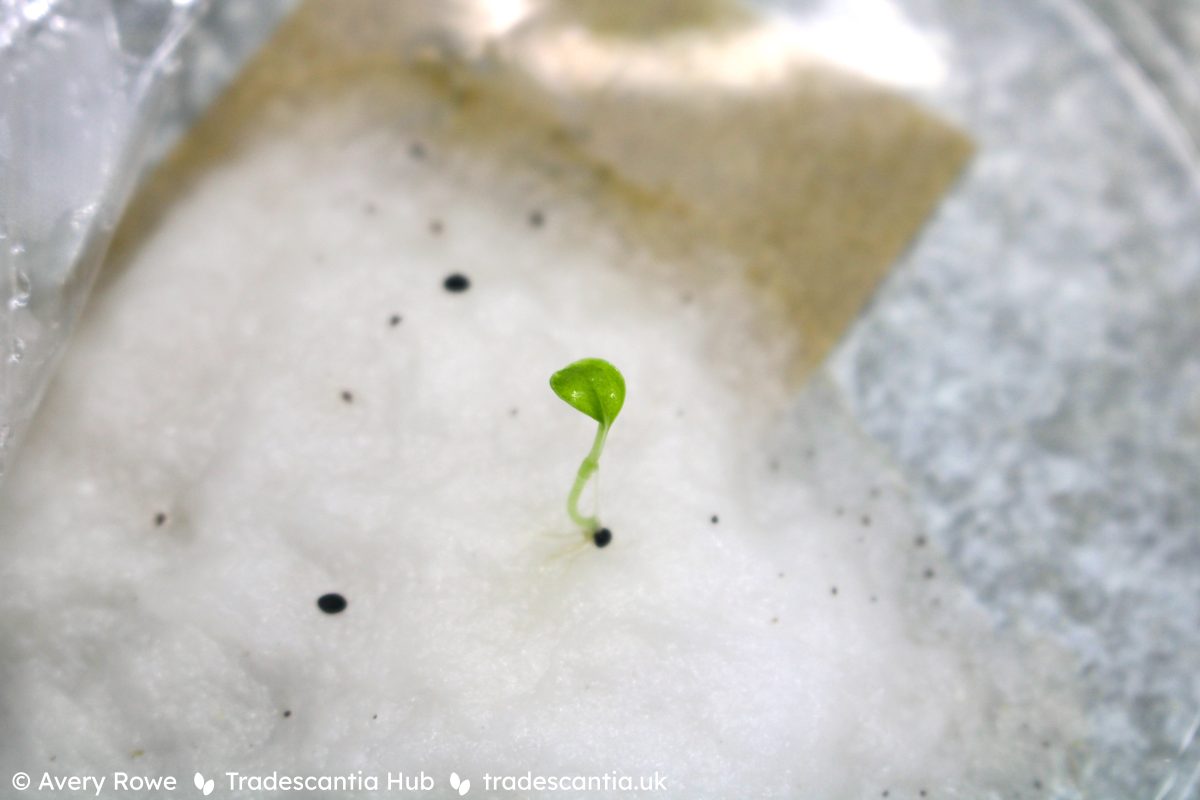 Germinating T. zebrina seedling on cotton wool, with one tiny oval leaf and a thin stem.