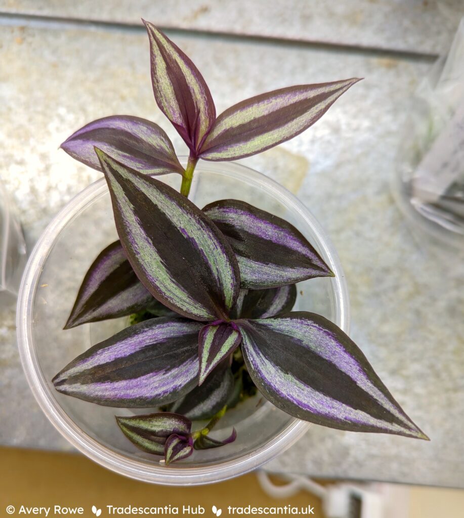 Healthy-looking young Tradescantia zebrina plant. It has several stems growing out of the pot, and the leaves are bright purple and ilver.