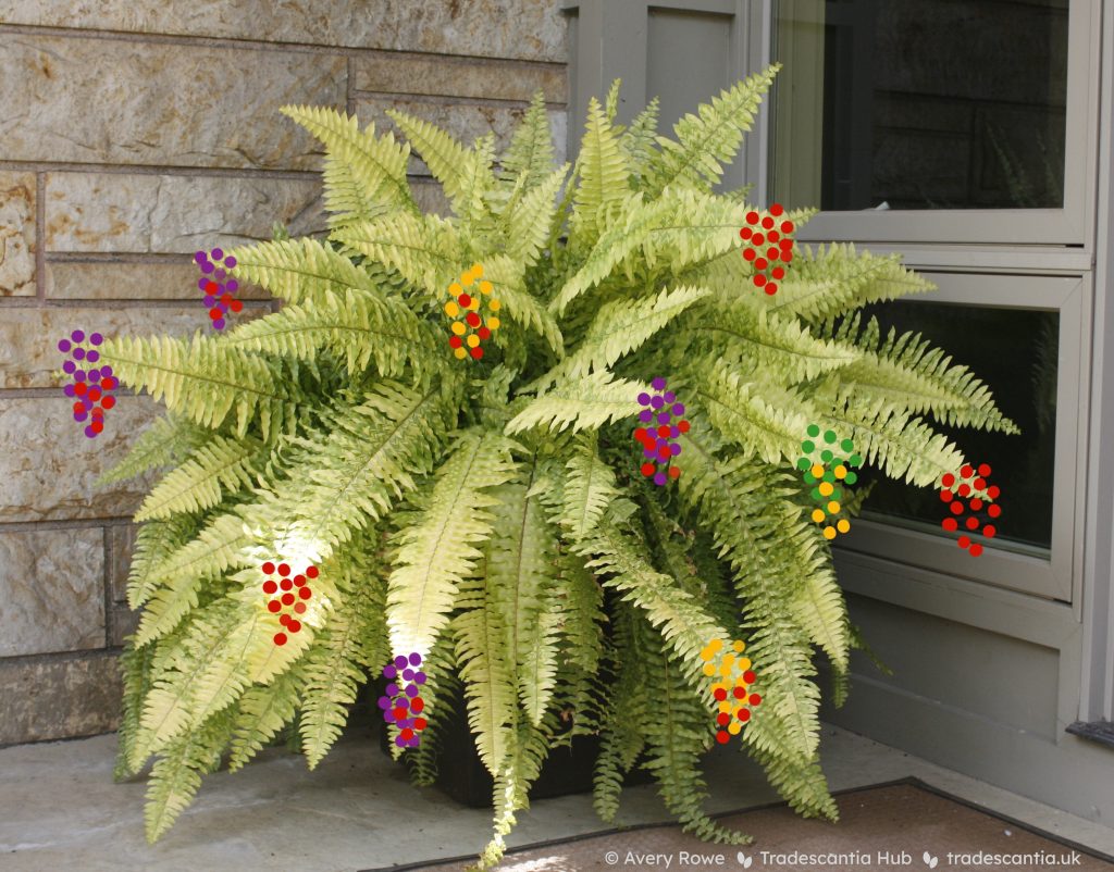 Photograph of a fern, with cartoonish red, purple, and yellow berries drawn hanging in bunches from the ends of the fronds.