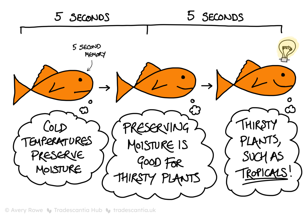 Cartoonish drawing of a goldfish (with a five-second memory), having three thoughts each separated by five seconds. First "Cold temperatures preserve moisture", then "preserving moisture is good for thirsty plants", and finally "thirsty plants, such as tropicals!".