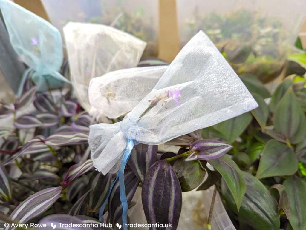 Mesh bags over the flowers on a pot of Tradescantia zebrina 'Burgundy'