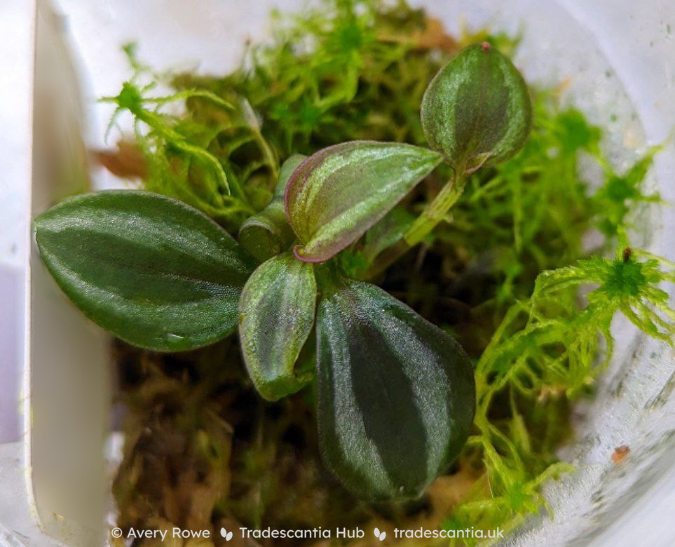 Tradescantia zebrina seedling growing in moss, the plant is still very small and the colours and stripes on the leaves are faint.