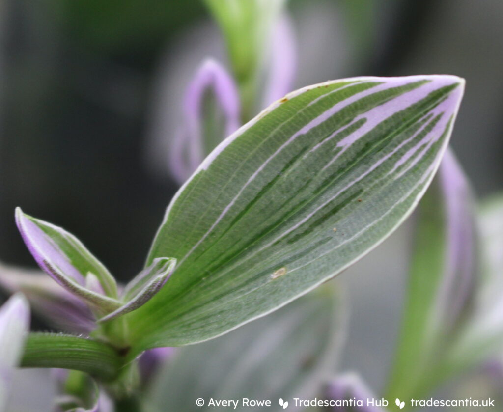 Close-up of a leaf on Tradescantia 'EC-TRADE-2011'. The leaf is mostly silvery-green, with a pink margin and thin stripes extending down from it, and a few bright green stripes near the centre.