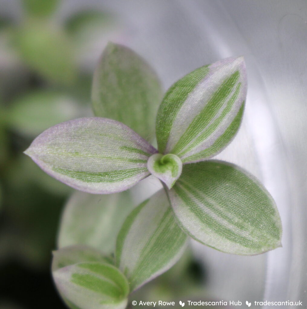 Close view of Callisia repens 'Rosato' leaves with different amounts of green and white striping.