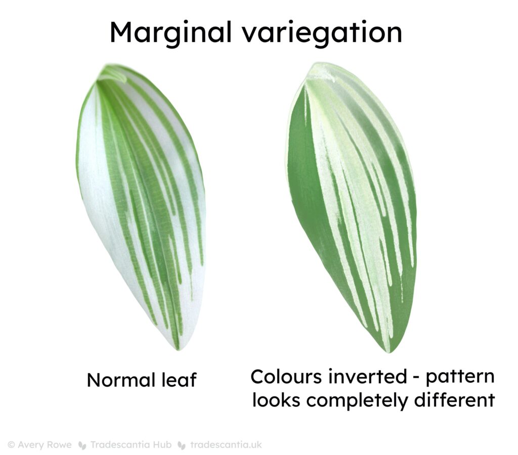 Diagram of marginal variegation. One side shows a normal leaf of a Tradescantia Continental Group plant with white margins and green stripes rising from the base. The other side shows the same leaf with the colours artifically inverted - which makes the pattern look completely different from normal.