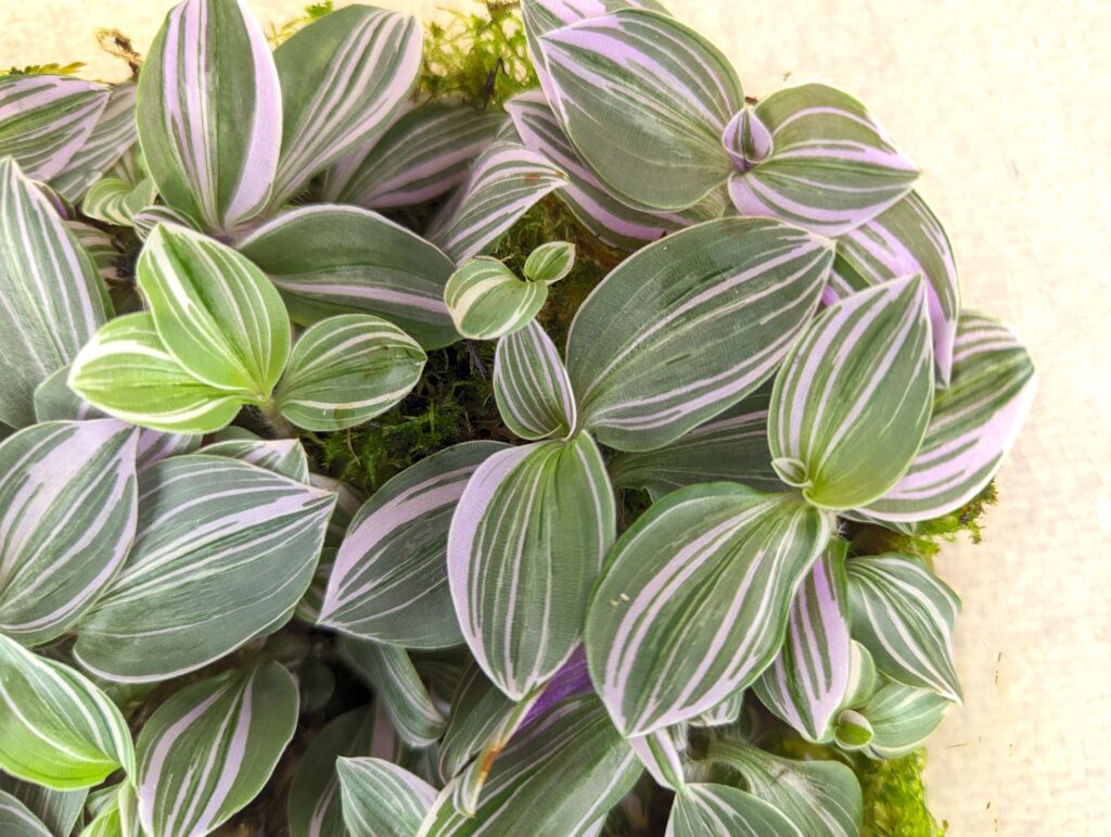 Compact Tradescantia with pink-striped leaves.