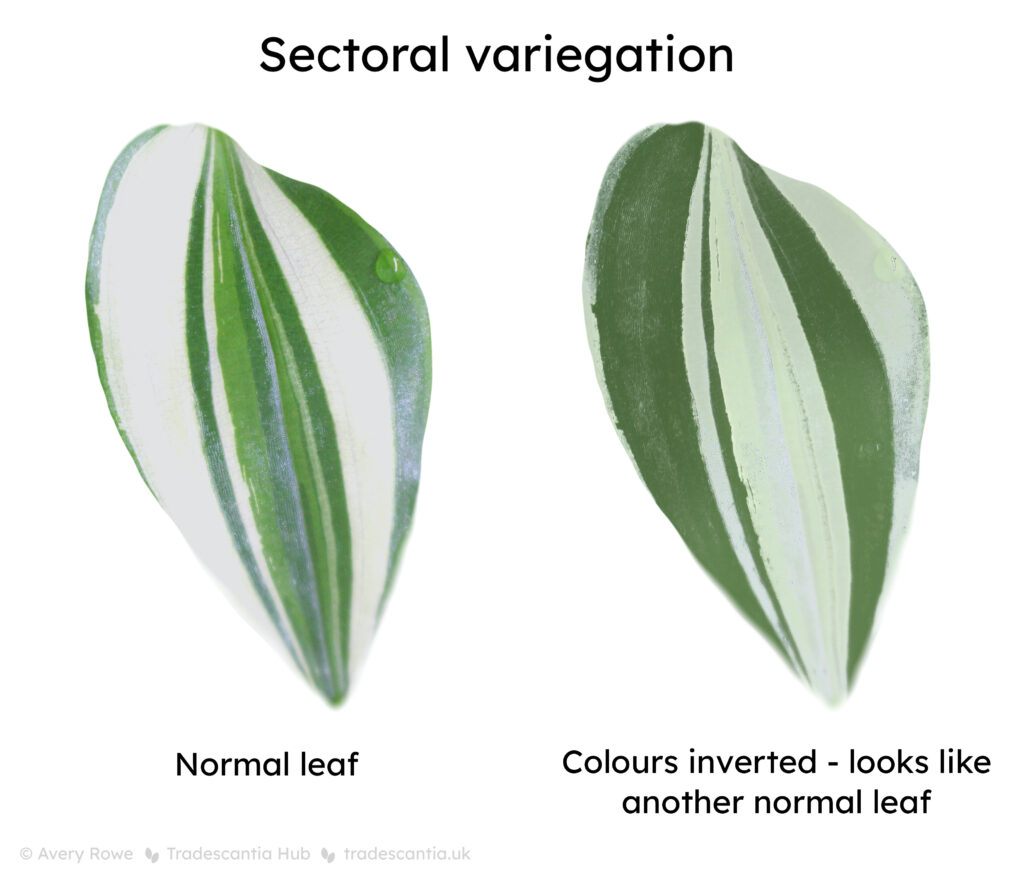 Diagram of sectoral variegation. One side shows a normal leaf of T. fluminensis 'Variegata' with green and white stripes. The other side shows the same leaf with the colours artifically inverted - which makes it look like another normal leaf.