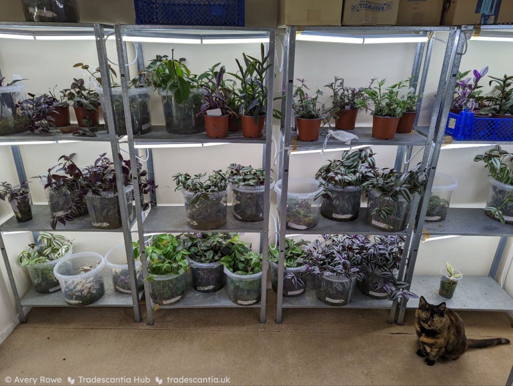 Wall of metal shelves filled with tradescantia plants. A tortoiseshell cat sits on the floor looking towards the camera.