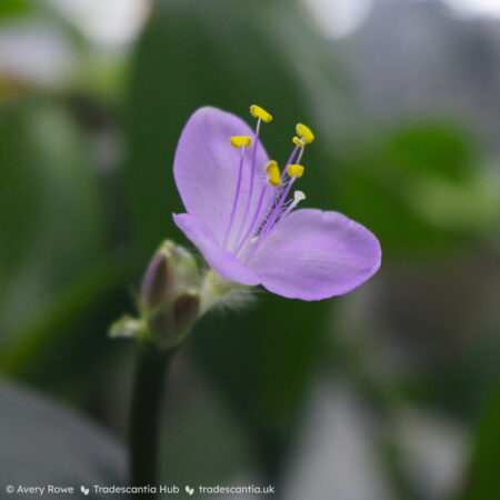 Flower with three light pink petals, six yellow anthers on pink filaments, and one white pistil.