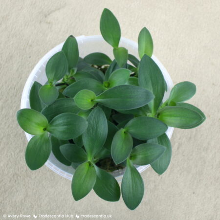 Plant with rounded olive-green leaves