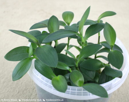 Side view of plant with upright stems and olive-green leaves