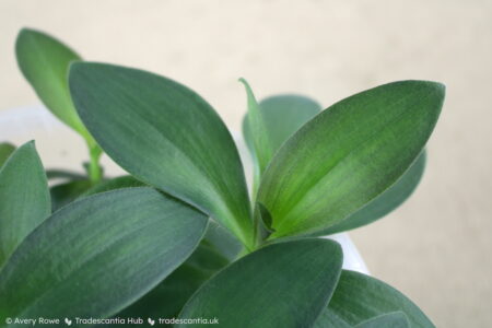 Close up of round olive-green leaves