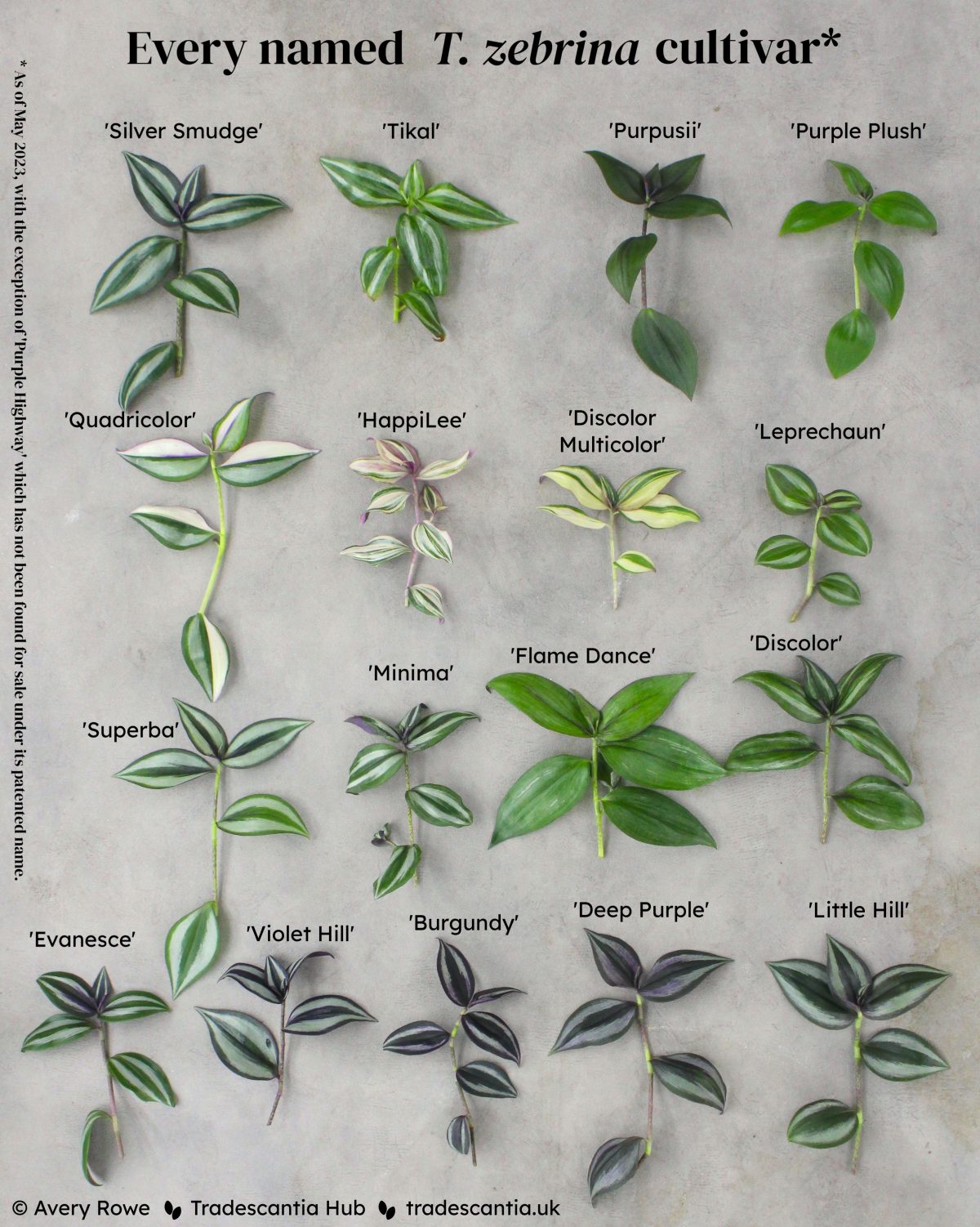 Image titled "Every named T. zebrina cultivar", with seventeen different colourful cuttings laid out in rows and labelled: 'Silver Smudge', 'Tikal', 'Purpusii', 'Purple Plush', 'Quadricolor', 'HappiLee', 'Discolor Multicolor', 'Leprechaun', 'Superba', 'Minima', 'Flame Dance', 'Discolor', 'Evanesce', 'Violet Hill', 'Burgundy', 'Deep Purple', and 'Little Hill'. A footnote reads "As of May 2023, excluding 'Purple Highway', which has not been found for sale under its patented name".
