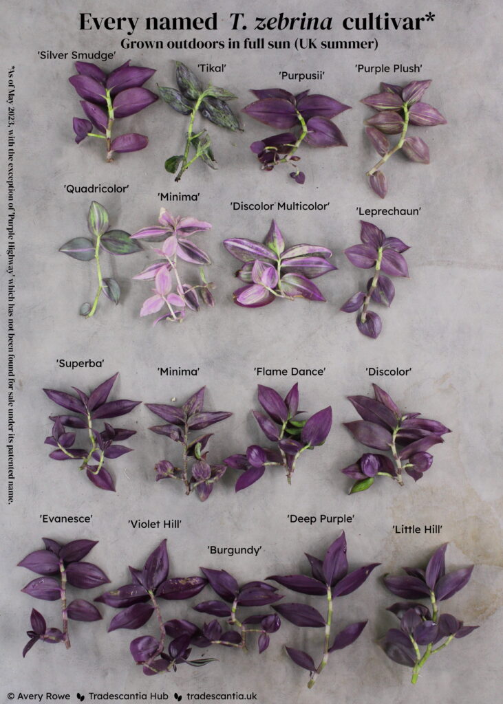 Image titled "Every named T. zebrina cultivar, grown outdoors in full sun (UK summer)", with seventeen different colourful cuttings laid out upside down and labelled: 'Silver Smudge', 'Tikal', 'Purpusii', 'Purple Plush', 'Quadricolor', 'HappiLee', 'Discolor Multicolor', 'Leprechaun', 'Superba', 'Minima', 'Flame Dance', 'Discolor', 'Evanesce', 'Violet Hill', 'Burgundy', 'Deep Purple', and 'Little Hill'. The undersides of the cuttings are mostly dark purple, some with pink sectors. A footnote reads "As of May 2023, excluding 'Purple Highway', which has not been found for sale under its patented name".