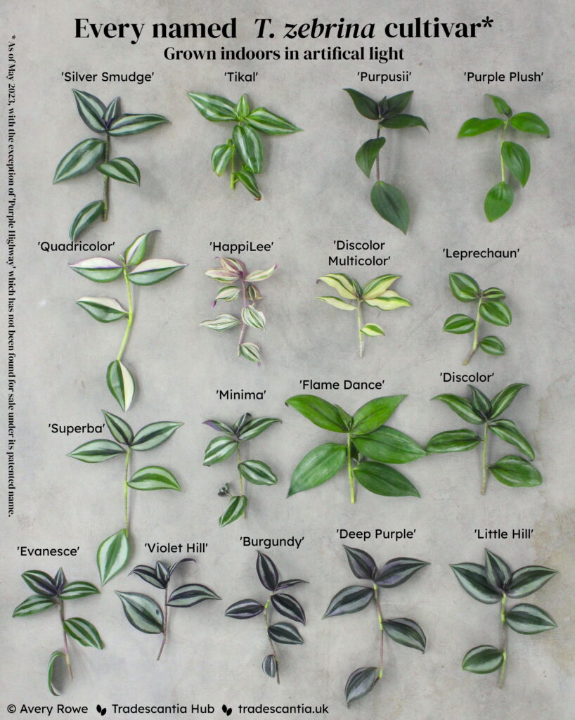 Image titled "Every named T. zebrina cultivar, grown indoors in artificial light", with seventeen different colourful cuttings laid out and labelled: 'Silver Smudge', 'Tikal', 'Purpusii', 'Purple Plush', 'Quadricolor', 'HappiLee', 'Discolor Multicolor', 'Leprechaun', 'Superba', 'Minima', 'Flame Dance', 'Discolor', 'Evanesce', 'Violet Hill', 'Burgundy', 'Deep Purple', and 'Little Hill'. The cuttings have mostly green and silver tones, with some purple. A footnote reads "As of May 2023, excluding 'Purple Highway', which has not been found for sale under its patented name".