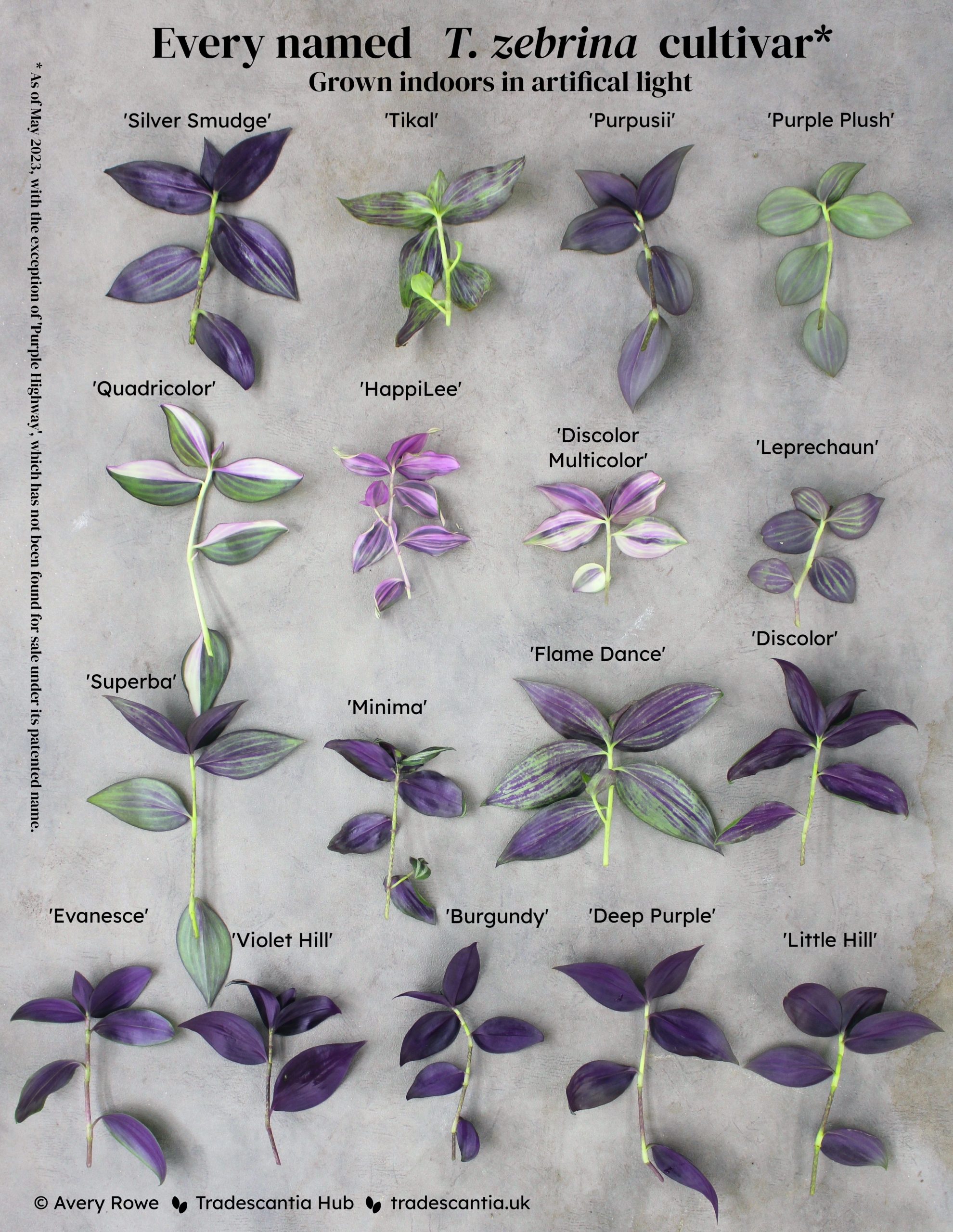 Different types of Tradescantia zebrina • Tradescantia Hub