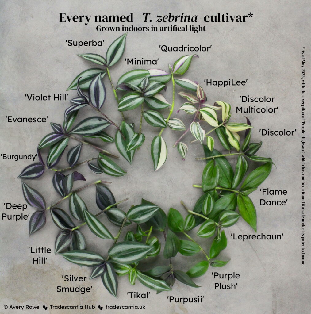 Image titled "Every named T. zebrina cultivar, grown indoors in artificial light", with seventeen different colourful cuttings laid out in a circle and labelled: 'Minima', 'Quadricolor', 'HappiLee', 'Discolor Multicolor', 'Discolor', 'Flame Dance', 'Leprechaun', 'Purple Plush', 'Purpusii', 'Tikal', 'Silver Smudge' 'Little Hill', 'Deep Purple', 'Burgundy', 'Evanesce', 'Violet Hill', and 'Superba'. The cuttings have mostly silver and bright green tones, with some purple and white. A footnote reads "As of May 2023, excluding 'Purple Highway', which has not been found for sale under its patented name".