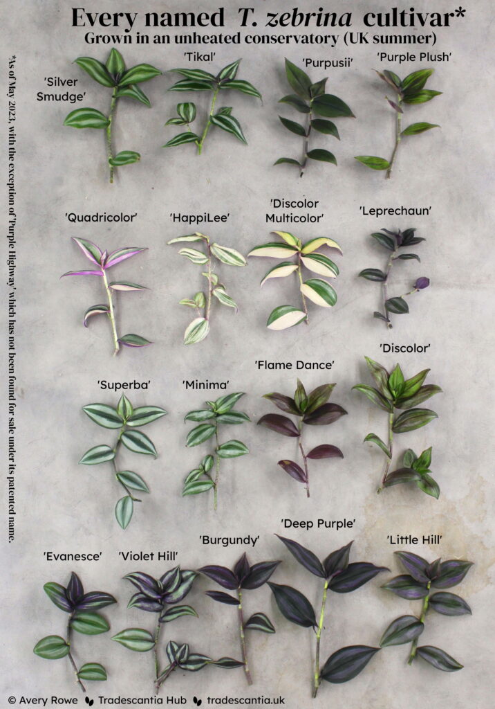 Image titled "Every named T. zebrina cultivar, grown in an unheated conservatory (UK summer)", with seventeen different colourful cuttings laid out and labelled: 'Silver Smudge', 'Tikal', 'Purpusii', 'Purple Plush', 'Quadricolor', 'HappiLee', 'Discolor Multicolor', 'Leprechaun', 'Superba', 'Minima', 'Flame Dance', 'Discolor', 'Evanesce', 'Violet Hill', 'Burgundy', 'Deep Purple', and 'Little Hill'. The cuttings have a mixture of green, silver, red, and purple tones. A footnote reads "As of May 2023, excluding 'Purple Highway', which has not been found for sale under its patented name".