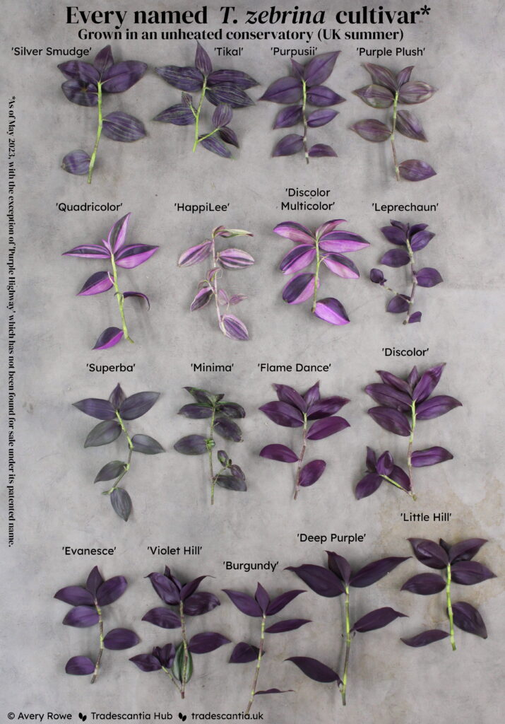 Image titled "Every named T. zebrina cultivar, grown in an unheated conservatory (UK summer)", with seventeen different colourful cuttings laid out upside down and labelled: 'Silver Smudge', 'Tikal', 'Purpusii', 'Purple Plush', 'Quadricolor', 'HappiLee', 'Discolor Multicolor', 'Leprechaun', 'Superba', 'Minima', 'Flame Dance', 'Discolor', 'Evanesce', 'Violet Hill', 'Burgundy', 'Deep Purple', and 'Little Hill'. The undersides of the cuttings are mostly purple, but a few have bright pink sectors. A footnote reads "As of May 2023, excluding 'Purple Highway', which has not been found for sale under its patented name".