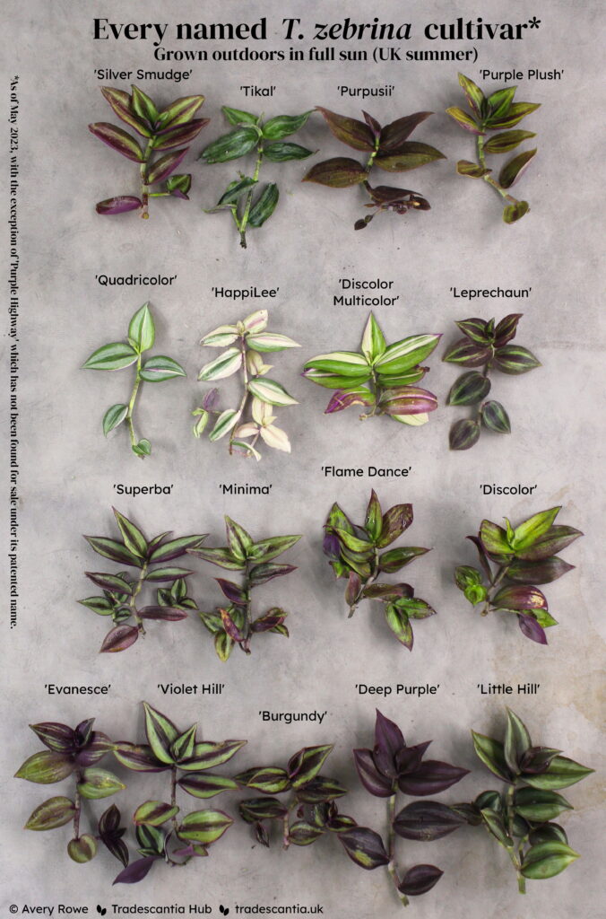 Image titled "Every named T. zebrina cultivar, grown outdoors in full sun (UK summer)", with seventeen different colourful cuttings laid out and labelled: 'Silver Smudge', 'Tikal', 'Purpusii', 'Purple Plush', 'Quadricolor', 'HappiLee', 'Discolor Multicolor', 'Leprechaun', 'Superba', 'Minima', 'Flame Dance', 'Discolor', 'Evanesce', 'Violet Hill', 'Burgundy', 'Deep Purple', and 'Little Hill'. The cuttings have strong red and purple tones with bright green accents. A footnote reads "As of May 2023, excluding 'Purple Highway', which has not been found for sale under its patented name".