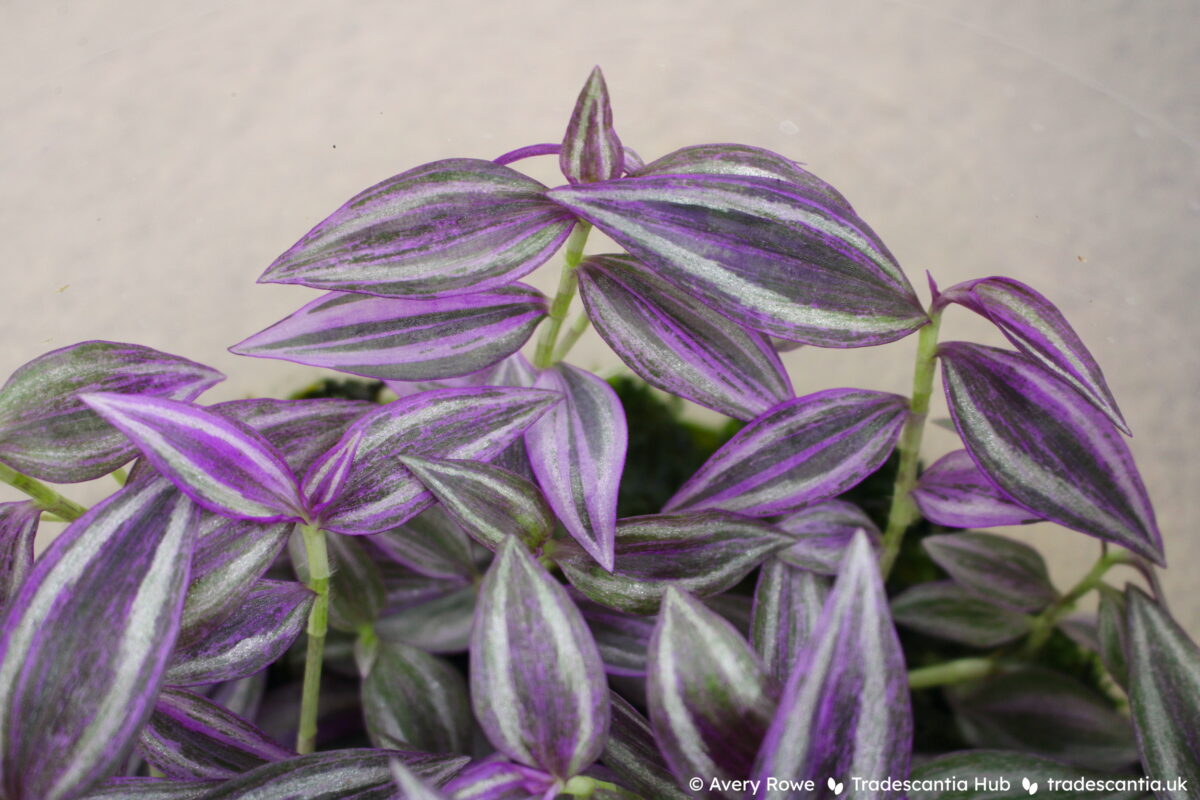 Tradescantia zebrina Pink Paradise plant, the leaves are dark purple with uniform silver stripes and fine pink streaks