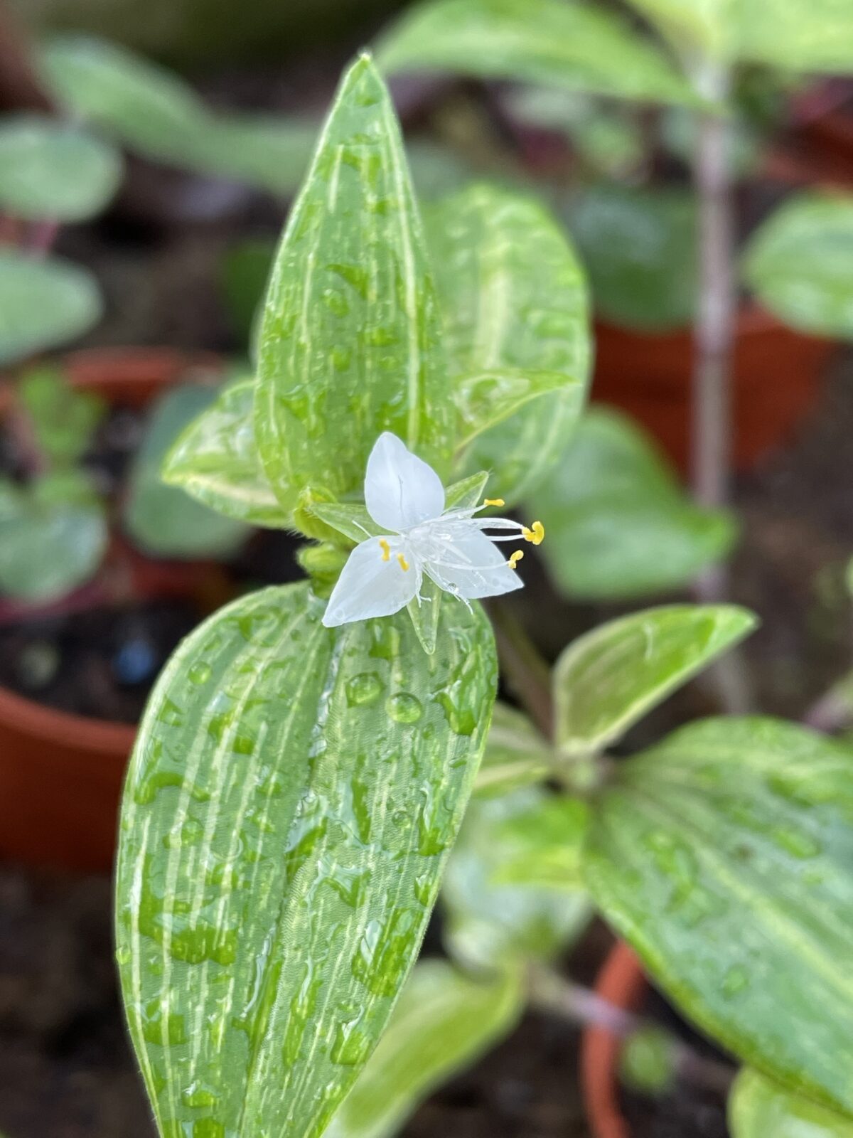 Tradescantia Thisko plant with speckled green and white leaves and a small white flower