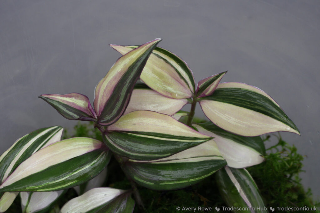 The same T. zebrina plant with the random white sectors highlighted