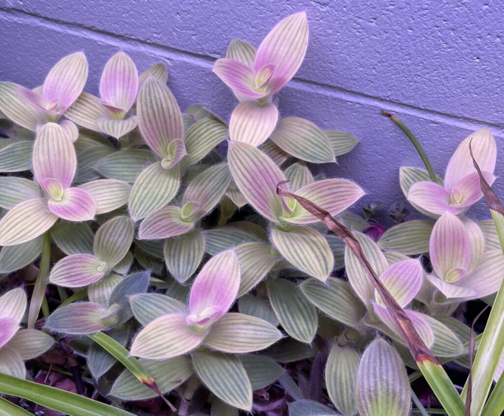 A furry tradescantia plant with pale pink stripes between the veins.