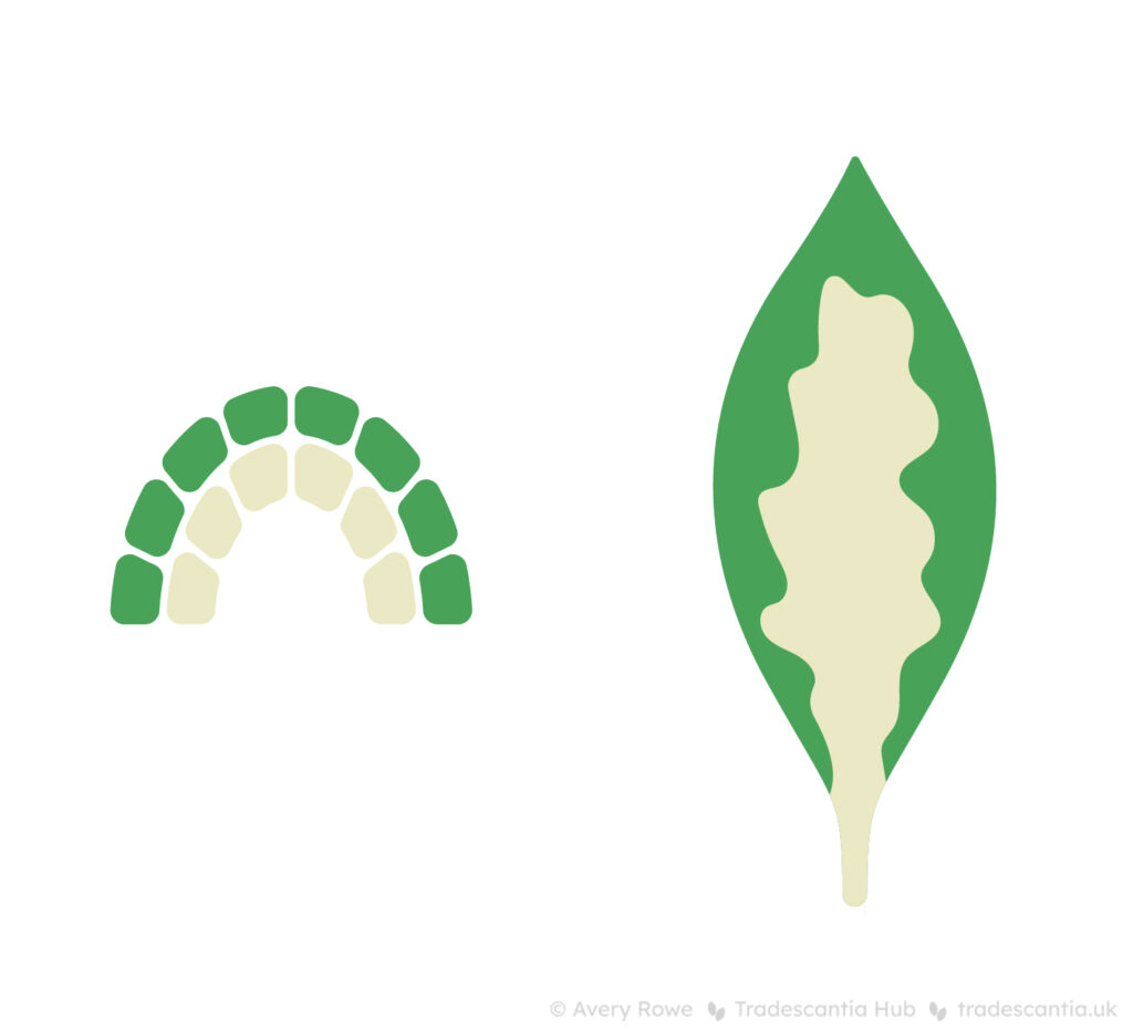 On the left, a diagram of a semicircular plant meristem with a top layer of green cells and a bottom layer of white cells. On the right, a leaf with green at the margin and white at the centre.