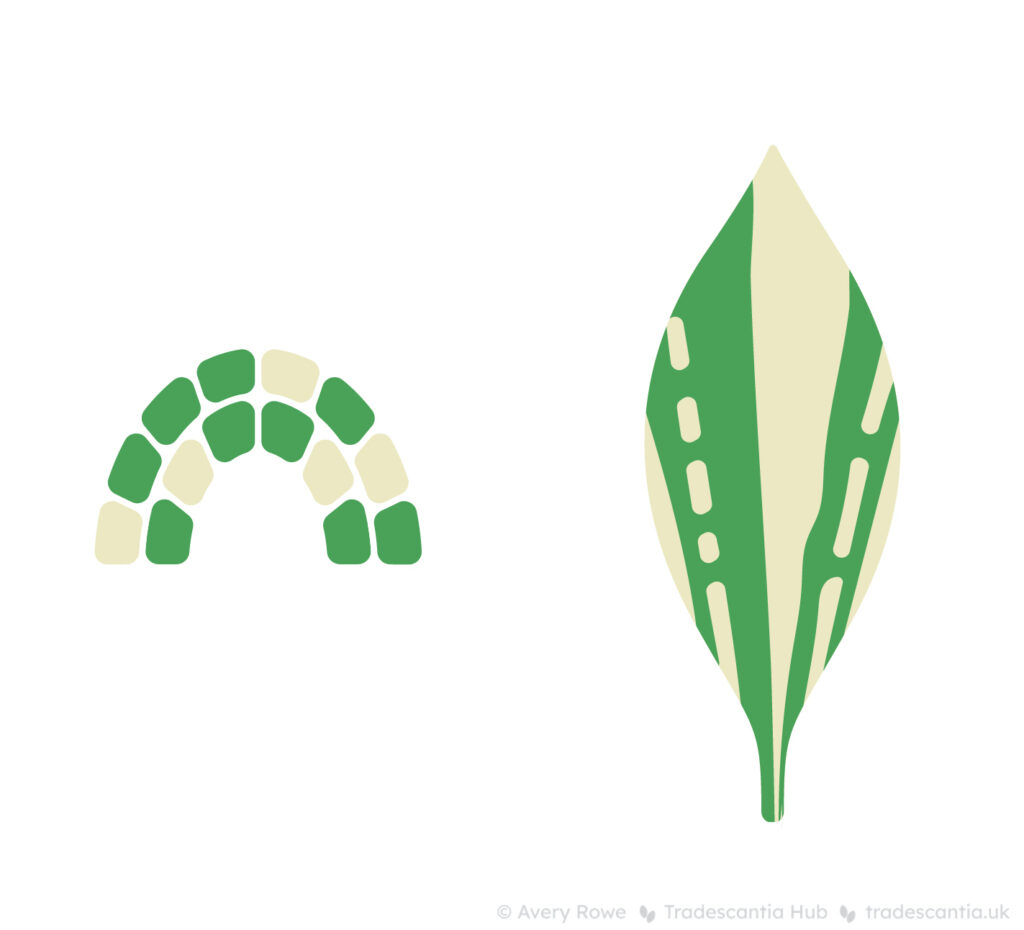 On the left, a semicircular pant meristem with a mix of green and white cells throughout both layers. On the right, a leaf with random streaks of green and white running from the base to the edges.