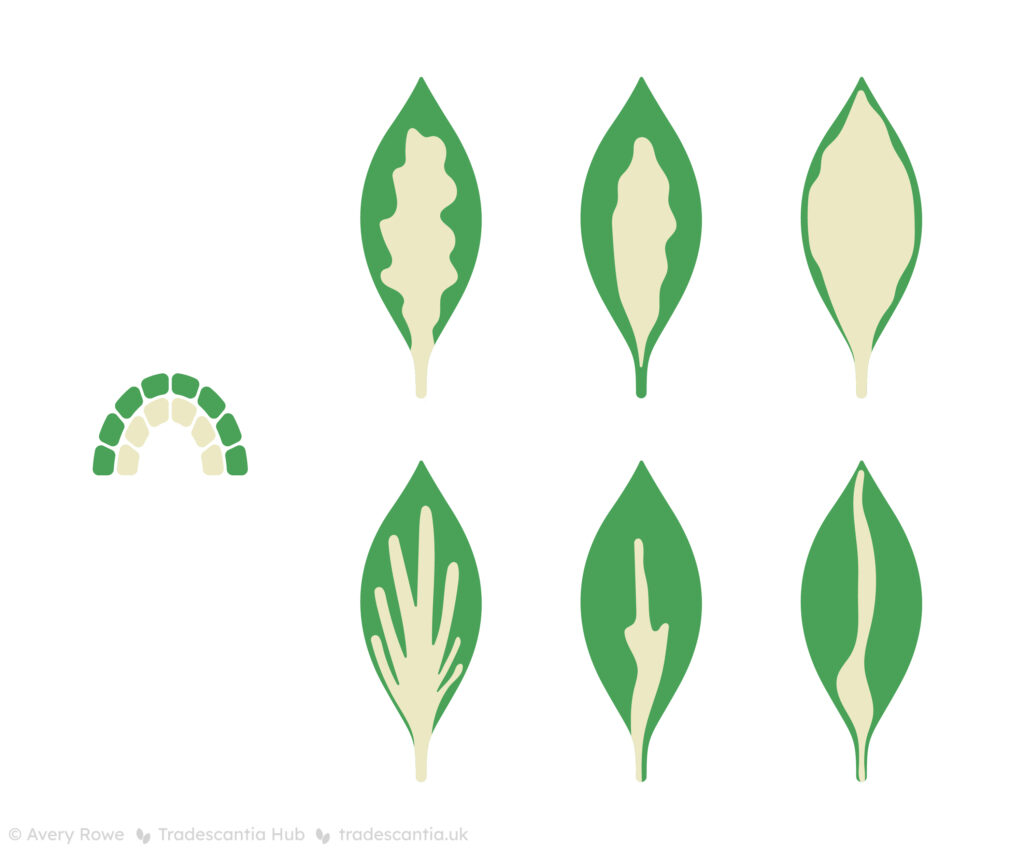 On the left, a semicircular meristem with an outer layer of green cells and an inner layer of white cells. On the right, various leaves with different patterns of white in the centre and green at the edges.