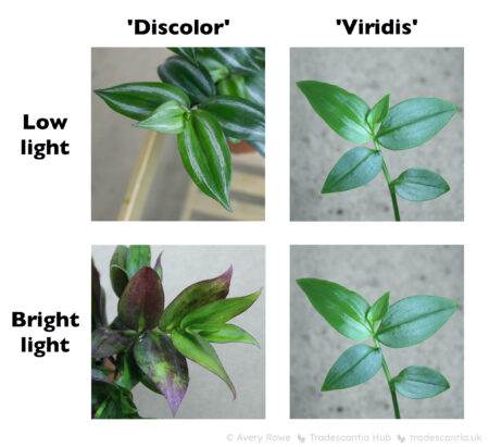 A grid of four images. The top row show plants growing in low light, 'Discolor' and 'Viridis' both look green. The bottom row show plants growing in bright light, 'Discolor' has turned purple but 'Viridis' is exactly the same green.