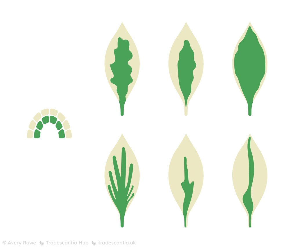 On the left, a semicircular meristem with an outer layer of white cells and an inner layer of green cells. On the right, various leaves with different patterns of green in the centre and white at the edges.