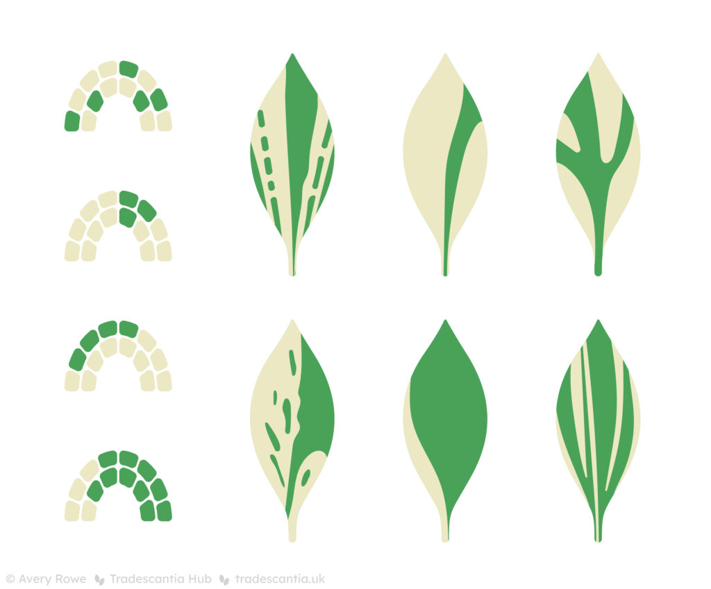 On the left, several examples of meristem tips with white and green cells mixed together in the layers. On the left, examples of leaves with random streaks of white and green.