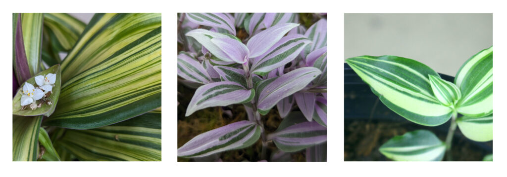 Photos of three different plants - one with wide yellow-striped green leaves, one with small pink and green striped leaves, and one with random green and white striped leaves.