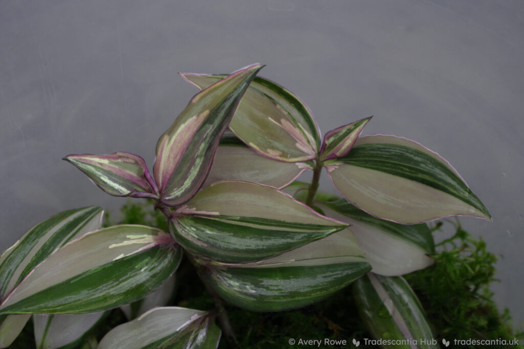 The same plant, with pink/purple streaks and borders highlighted on each leaf.