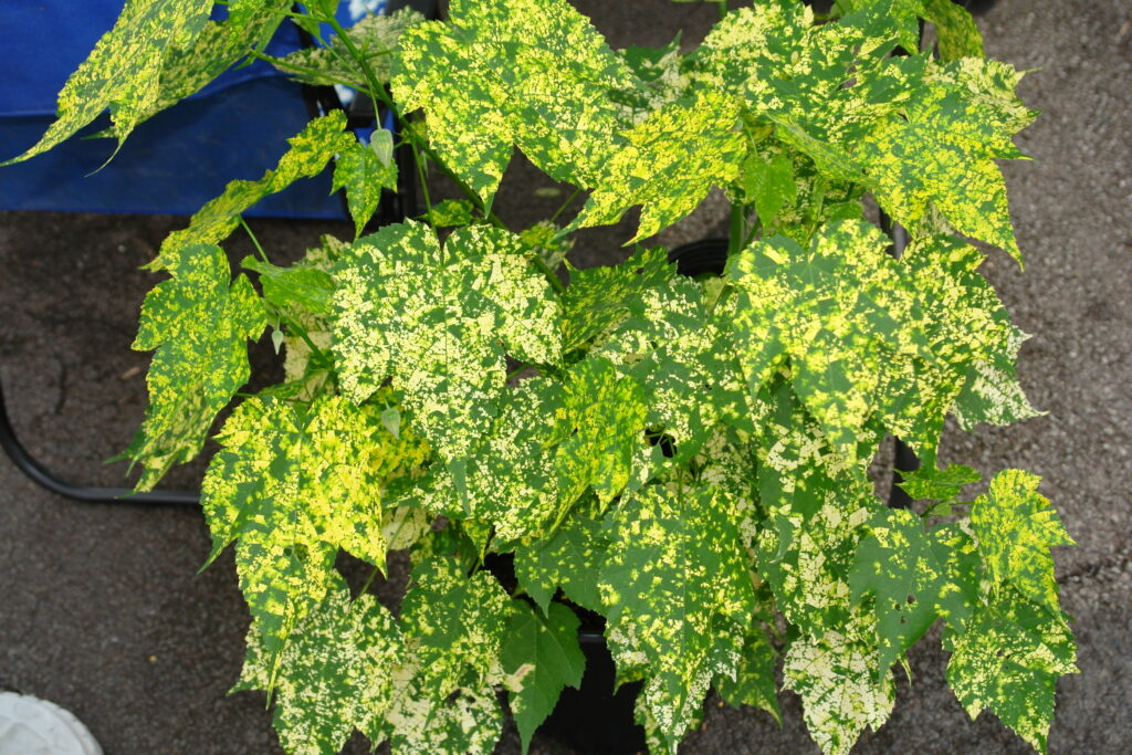 Abutilon plant with maple-like leaves, mottled yellow and green.